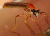 Dioctria rufa